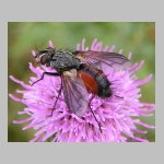 Eriothrix rufomaculatus - Raupenfliege 02.jpg